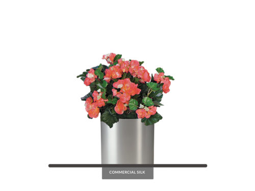 Begonia Plant, Flowering ID# BEG115R
