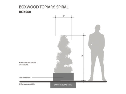 Boxwood Spiral Topiary ID# BOXS60