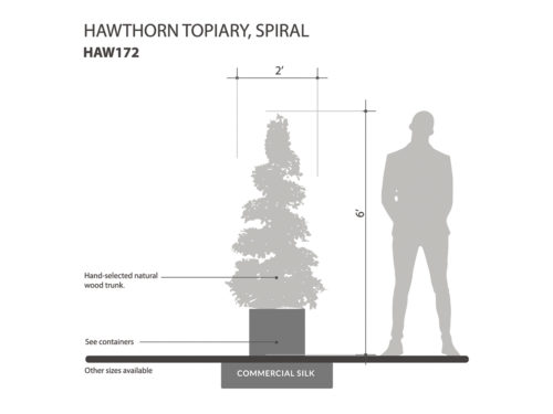 Hawthorn Topiary Hedge ID# HAW172