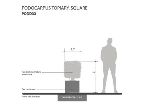 Podocarpus Cube Topiary ID# PODD33