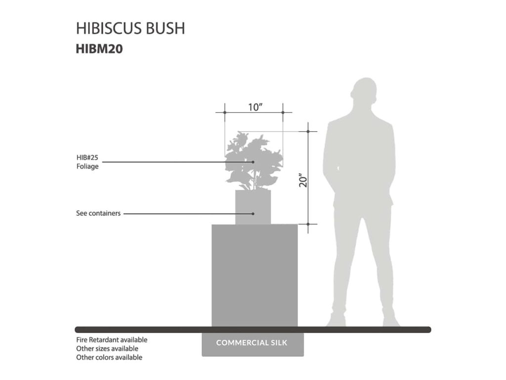 Hibiscus Plant ID# HIBM20P