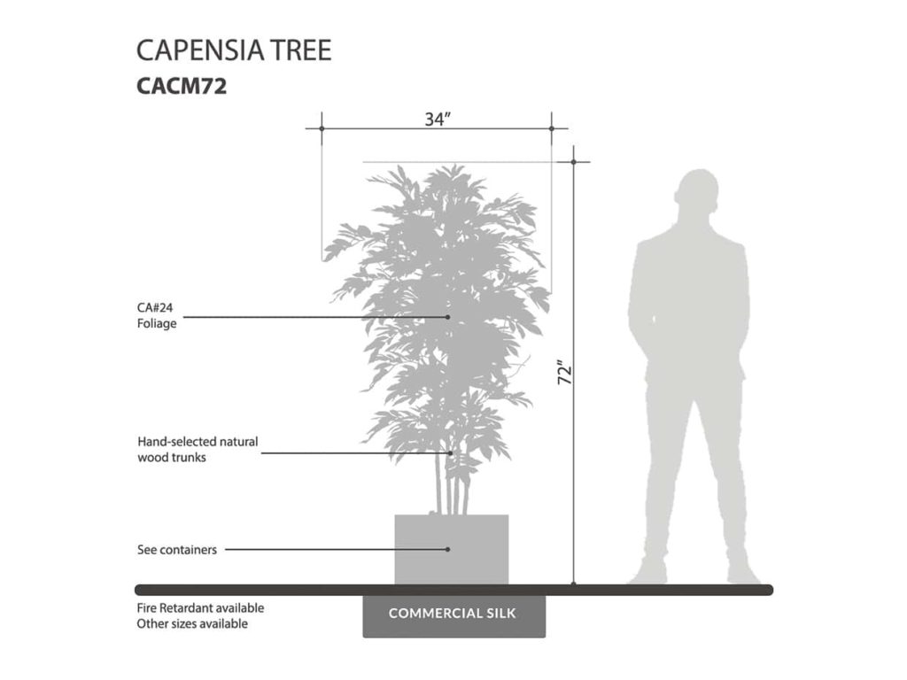 Capensia Tree ID# CACM72