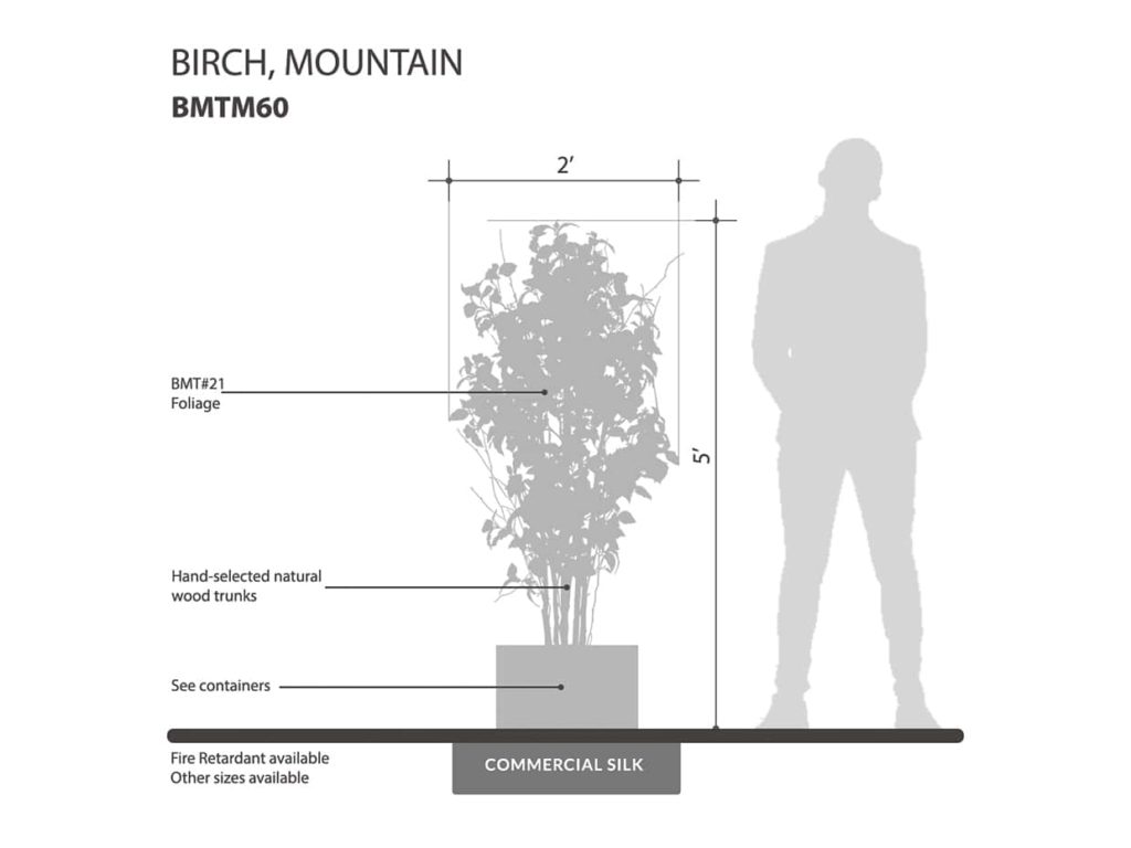 Mountain Birch Tree ID# BMTM60
