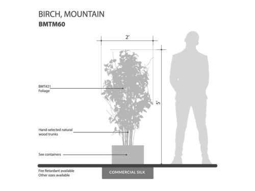Mountain Birch Tree ID# BMTM60