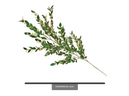 Privet Plant Spray ID# PRI#24