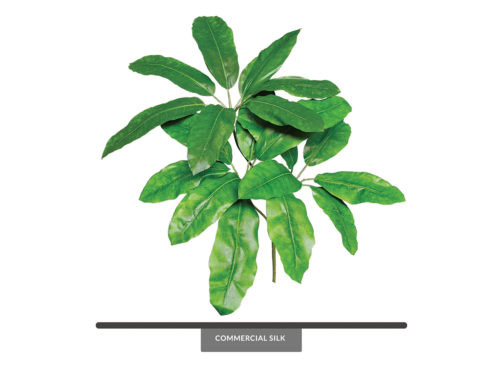 Giant Schefflera Spray ID# SC#19