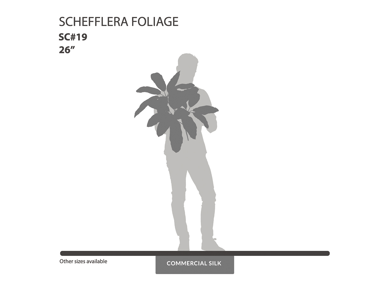 Giant Schefflera Spray ID# SC#19