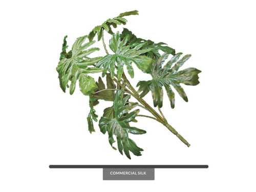 Selloum Bush ID# SEL#32