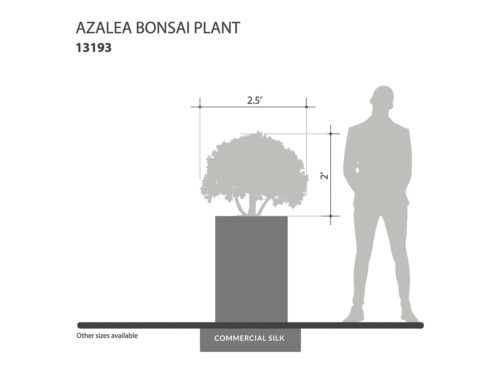 Azalea Bonsai Indoor Tree ID# 13193