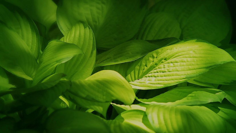 Fake Plants; Real Benefits