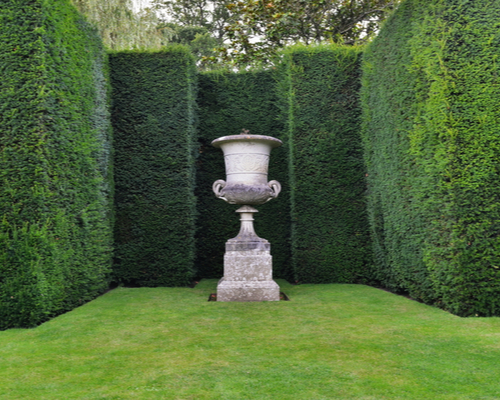 Boxwood hedges