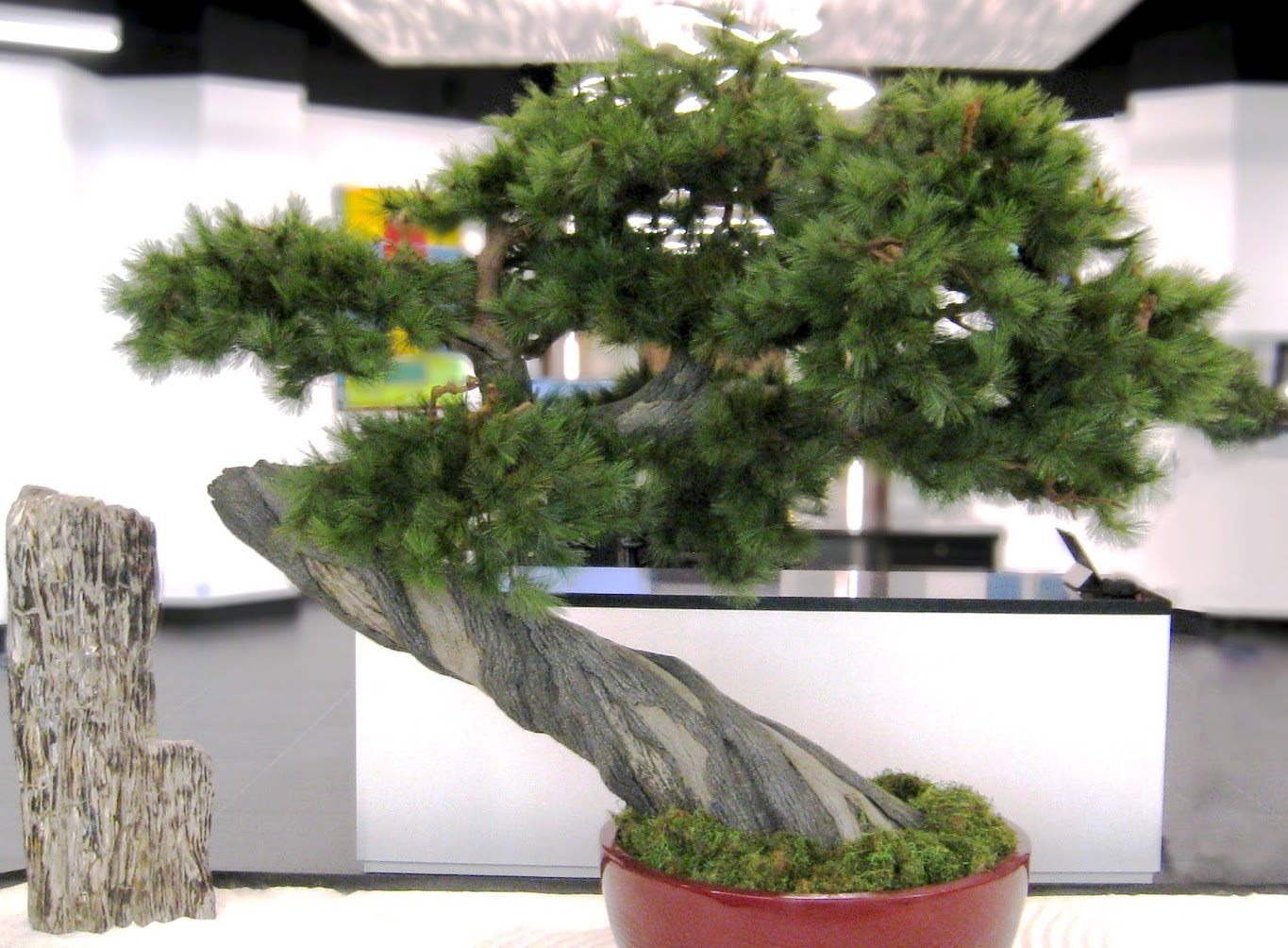 bonsai-plants