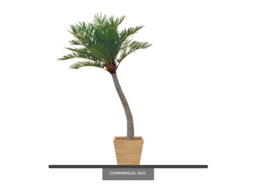 Coconut Palm Tree, Preserved ID# 11387
