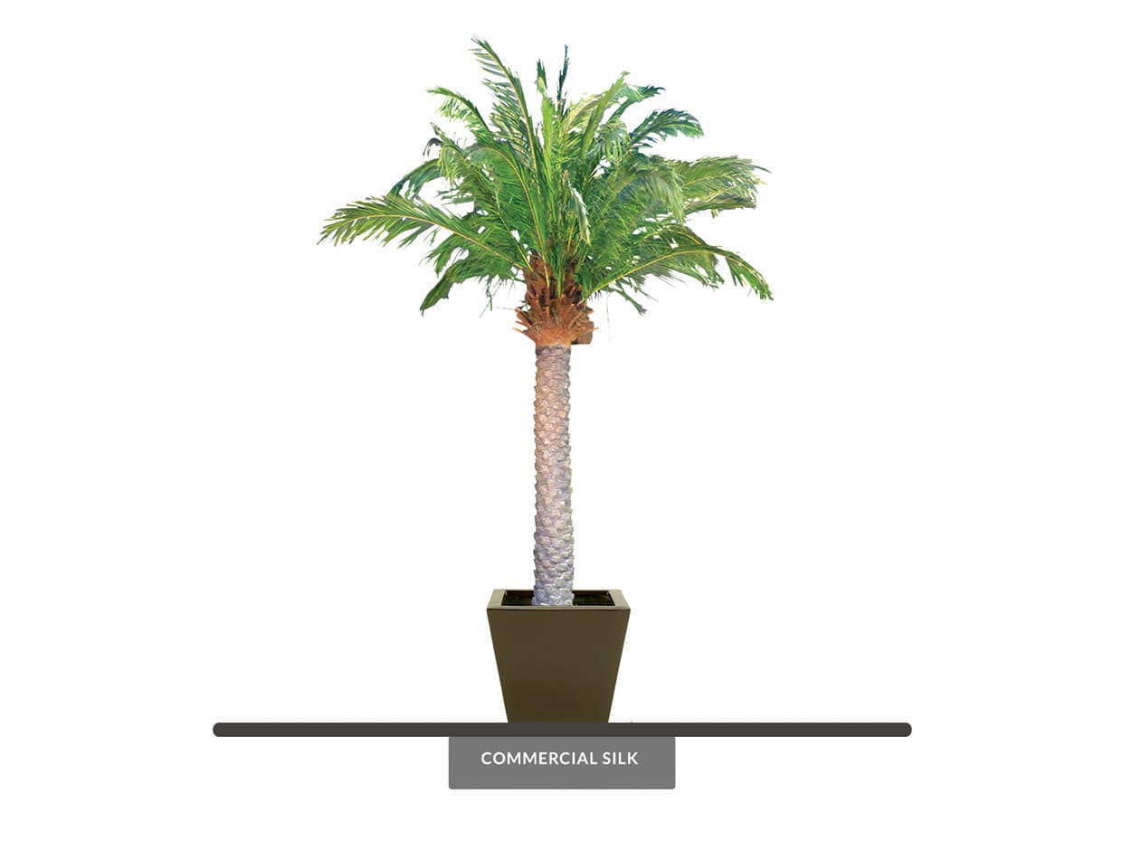 Phoenix Palm Tree, Preserved ID# CUSTPFPX9