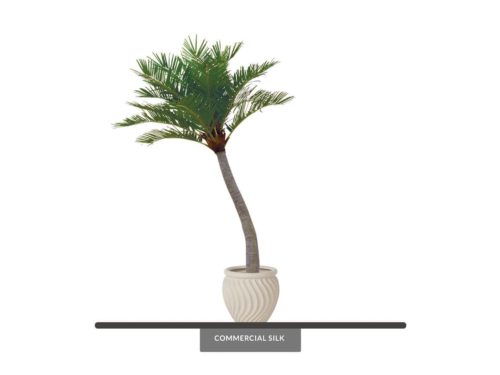 Coconut Palm Tree Curved ID# 11387