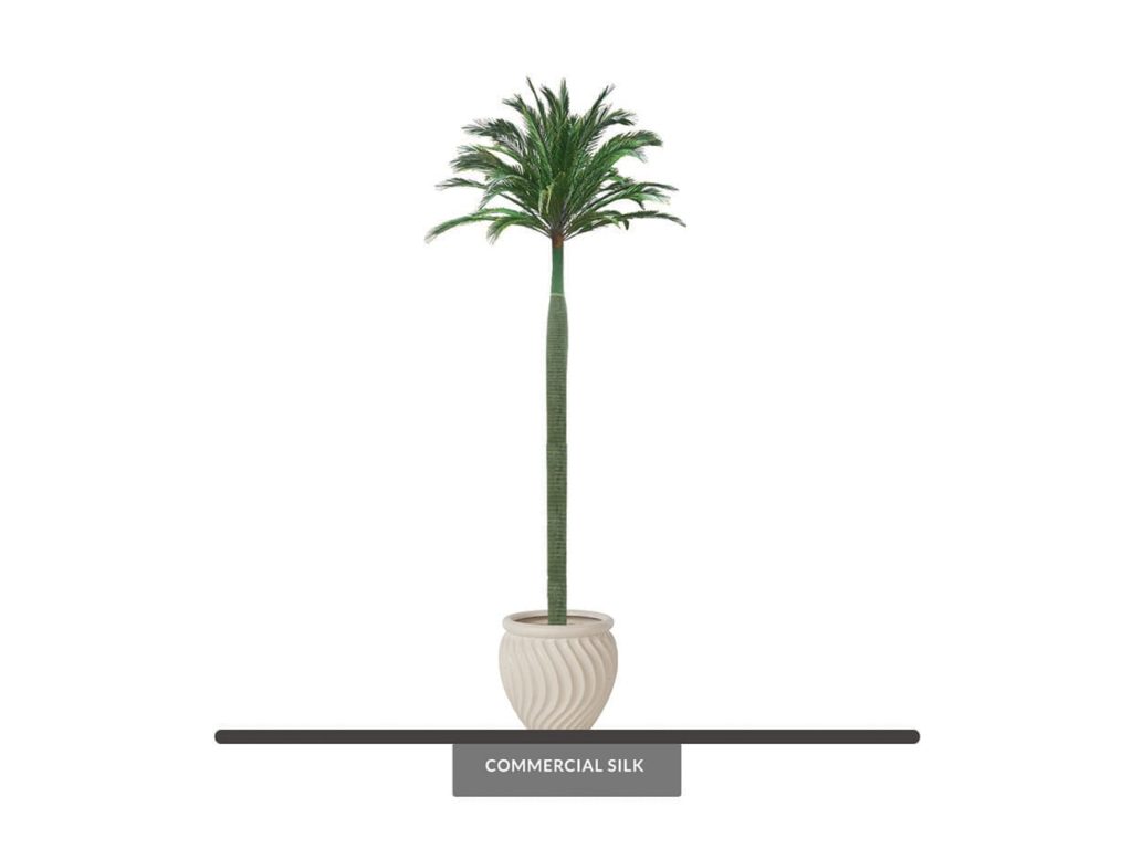 Royal Palm Tree ID# 10765