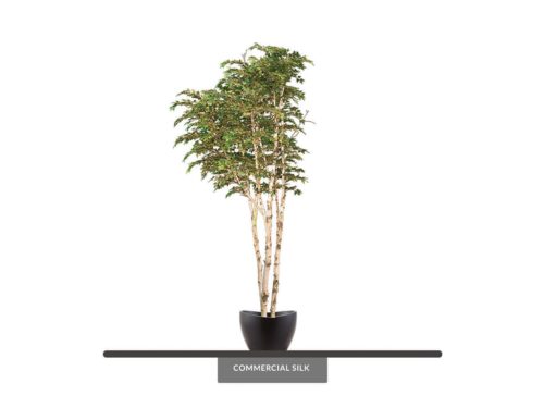 Birch Tree, Corner ID# CUSTBICX6