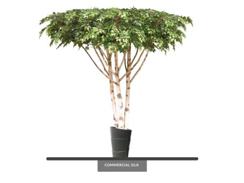 Birch Tree, Ceiling Tree ID# 14207