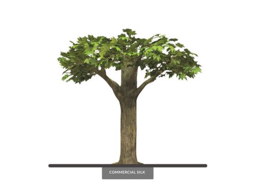Sugar Maple Ceiling Tree ID# 6703