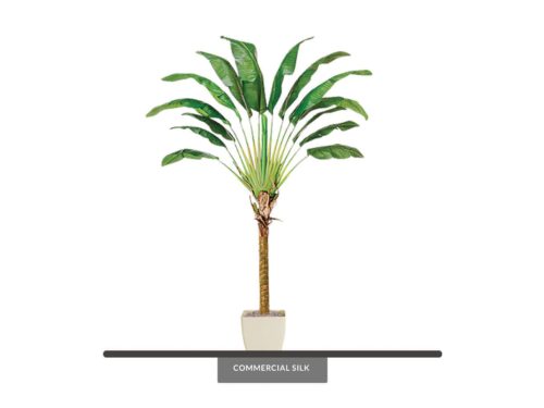 Travelers Palm Tree ID# P0972-WS