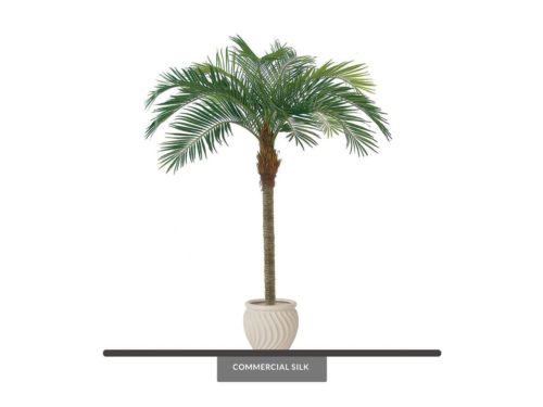 Coconut Palm Tree ID# P06516-PS