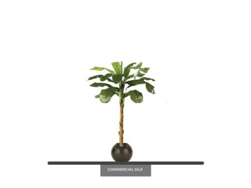 Banana Palm Tree ID# P3770-PS, P1770-PS, P2770-PS