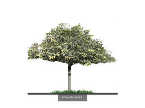 Bay Leaf Tree, Umbrella ID# 10036