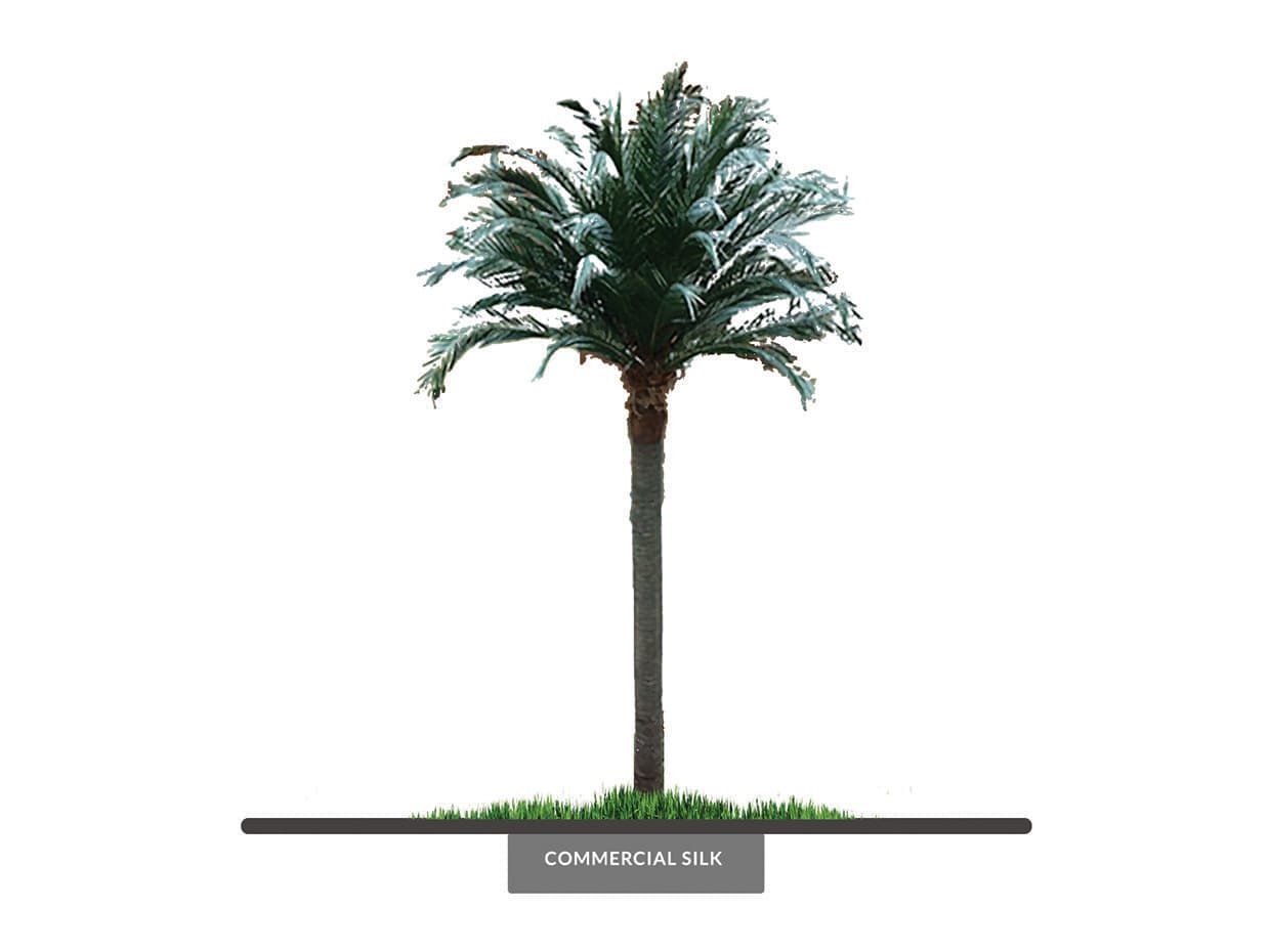 Coconut Palm Tree Preserved