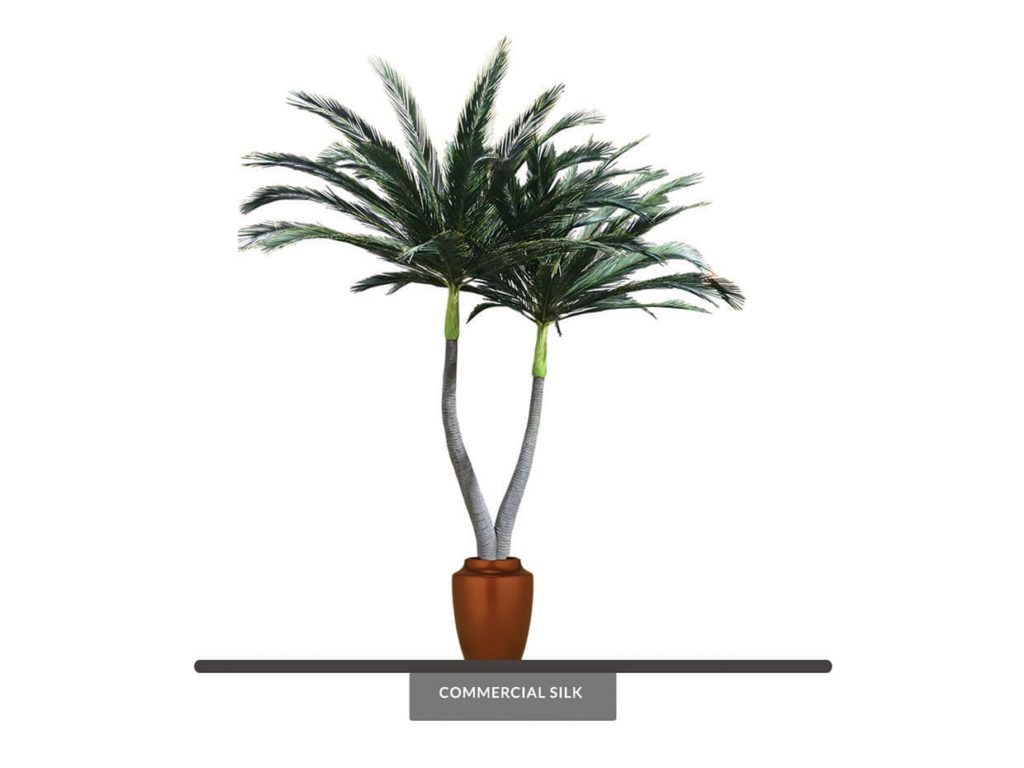 Foxtail Palm Tree, Preserved ID# 10389