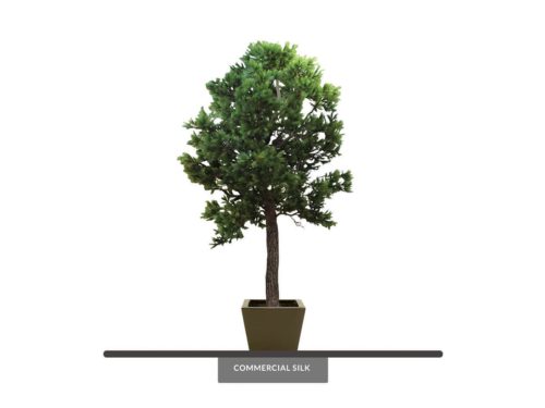 Aleppo Pine Tree ID# 4202