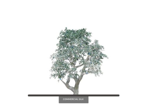 Desert Willow Tree ID# 4202