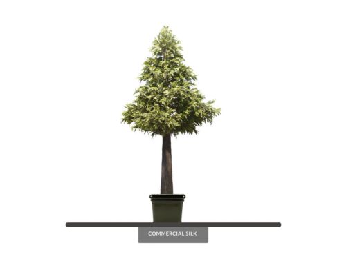 Lodgepole Pine Tree ID# 1653