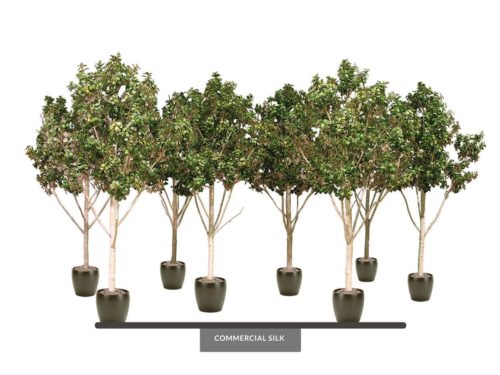 Aspen Grove ID# ASP1X0