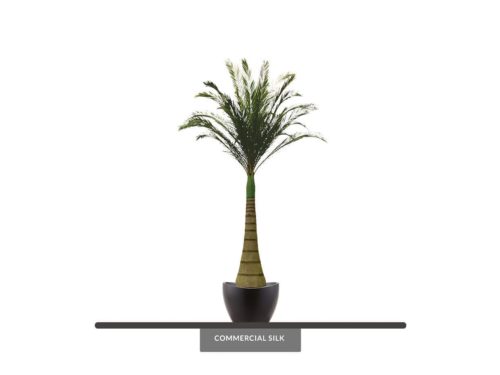 Bottled Palm Tree ID# PBT1X6