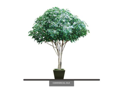 Embarcadero Ficus Tree ID# FESMX8#