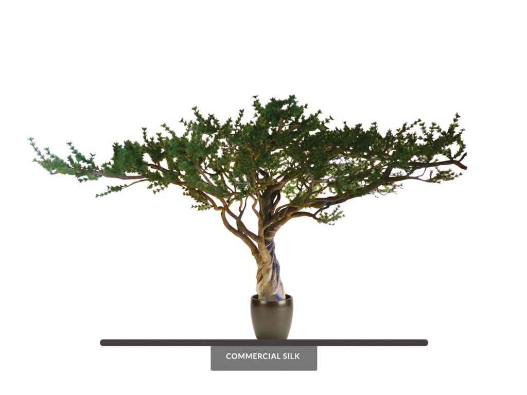 Ancient Bristlecone Pine Tree