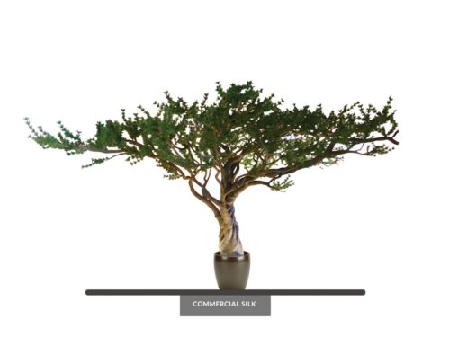 Ancient Pine Tree ID# 12398