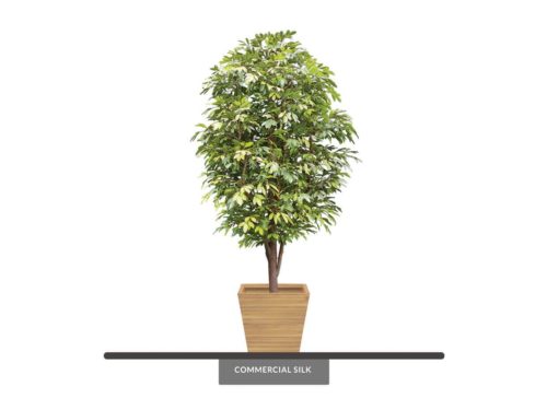 Bay Leaf Tree ID# BAYSX4++