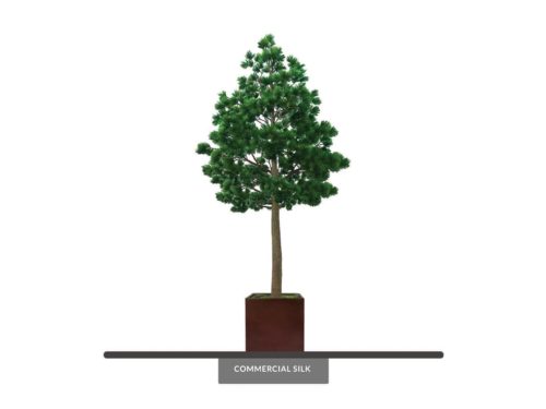 Pine Tree, Outdoor ID# PPP616++