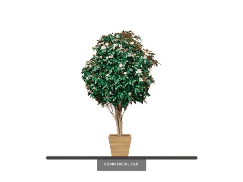 Magnolia Tree ID# MAGMX4