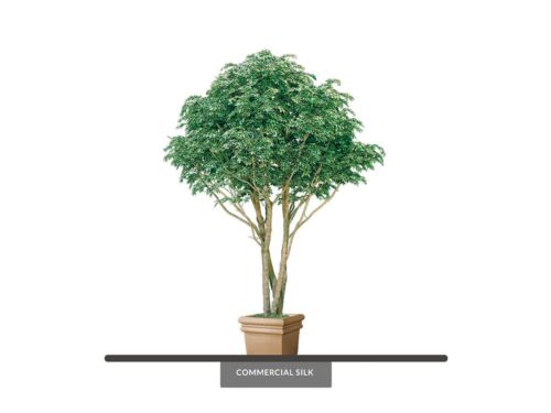 Hawaiian Ficus Tree ID# FHCMY0