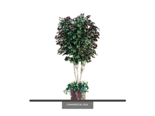 Cherry Tree, Red ID# RCCMX2