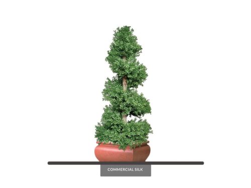 Boxwood Spiral Topiary ID# BOXS60