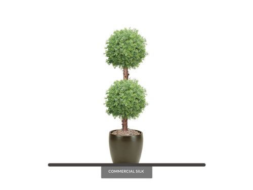Boxwood Sphere ID# BOX2B72