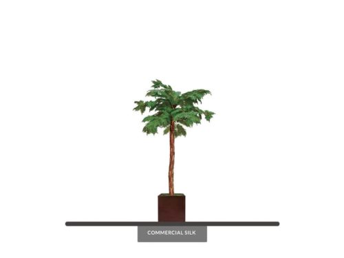 Fern Tree ID# FET196