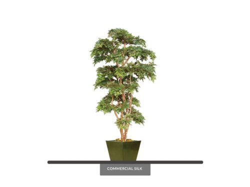 Ming Aralia Tree ID# AMCE72