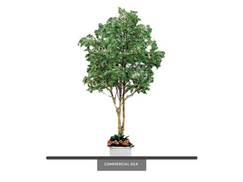 Red Oak Tree ID# OKRCX6