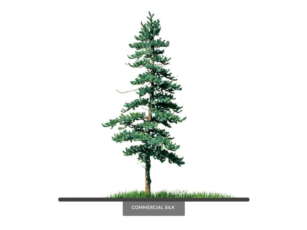 Colorado Spruce Tree ID# SPC1X2