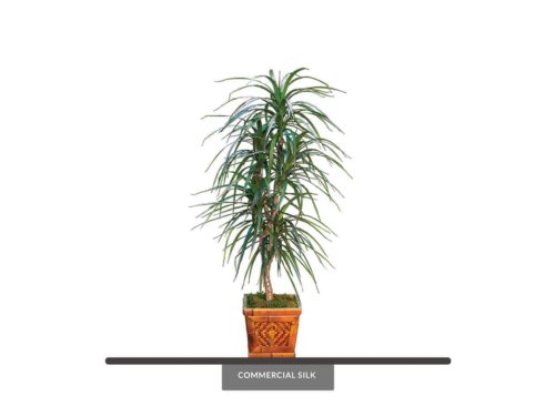 Dragon Tree ID# MACE60