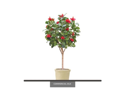 Hibiscus Tree ID# HIB160